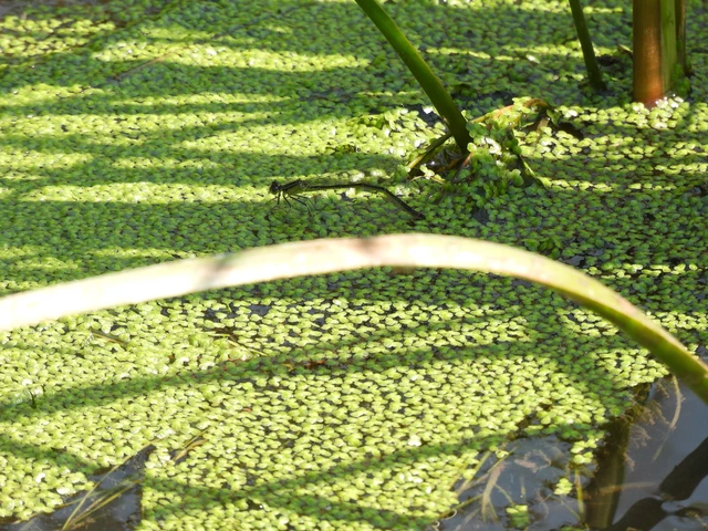 Ischnura elegans pontica - kéköves légivadász