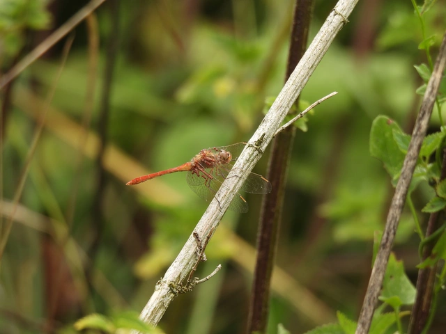Sympetrum meridionale - fakó katona-szitakötő