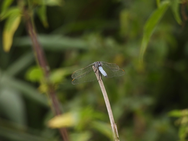 Orthetrum coerulescens - karcsú pásztorszitakötő