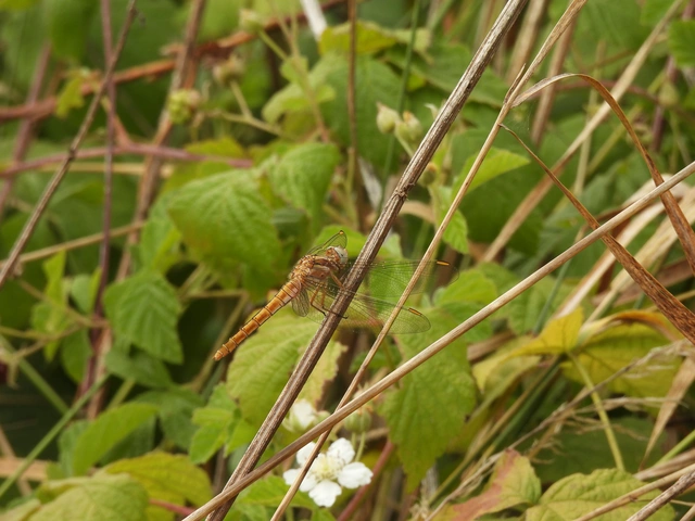 Orthetrum brunneum - pataki pásztorszitakötő