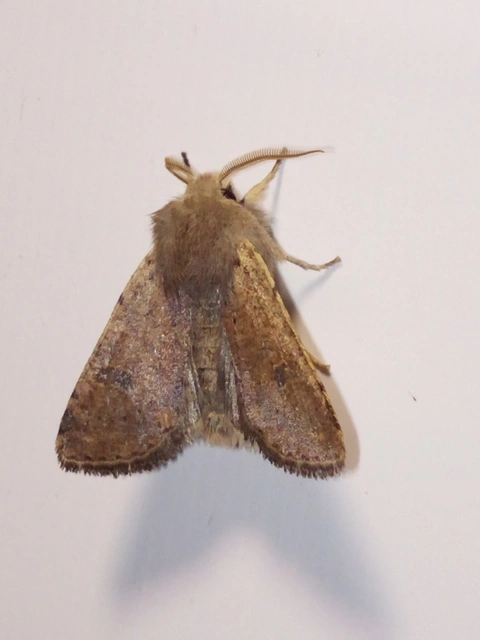 Orthosia cruda - kis barkabagoly