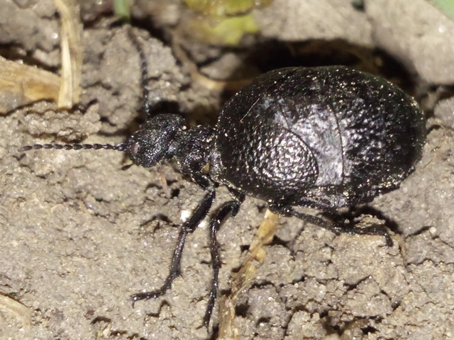 Meloe rugosus - ráncos nünüke