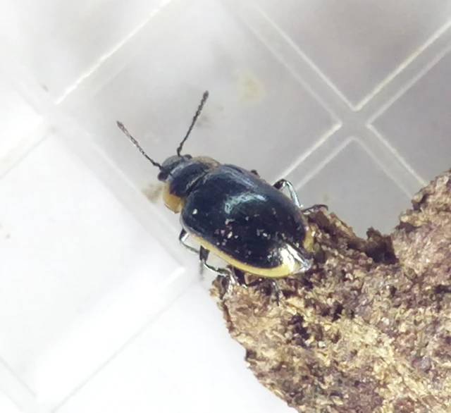 Prasocuris marginella - szegélyes boglárkalevelész