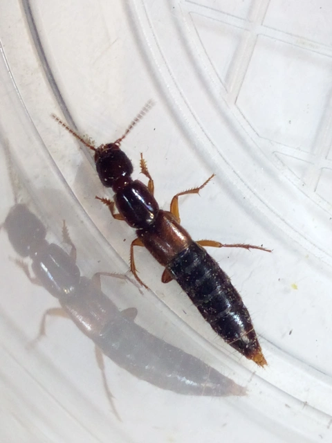 Lathrobium fulvipenne - közönséges mocsárholyva