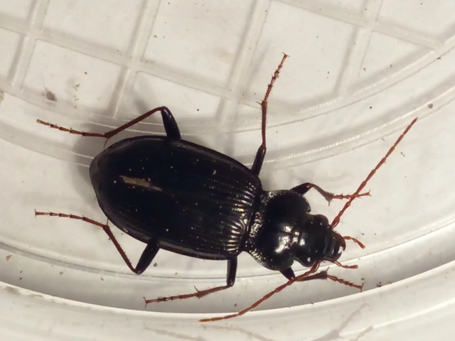 Nebria brevicollis - rövidnyakú partfutó