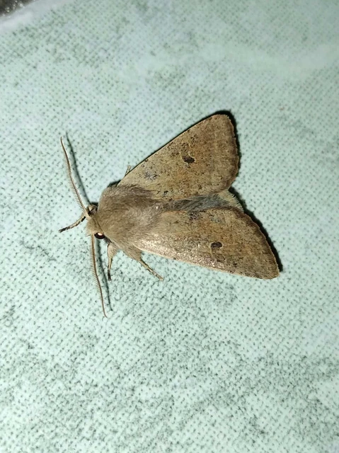 Orthosia cruda - kis barkabagoly