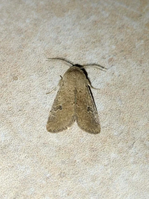 Orthosia cruda - kis barkabagoly