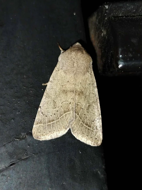 Orthosia cerasi - közepes barkabagoly
