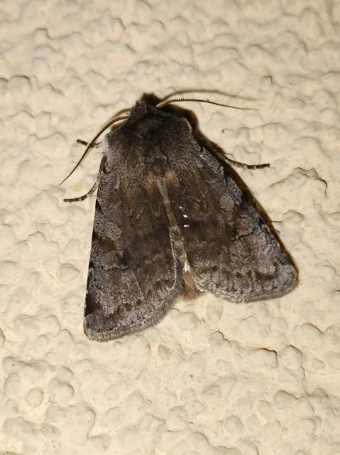 Cerastis rubricosa - vörhenyes tavaszibagoly