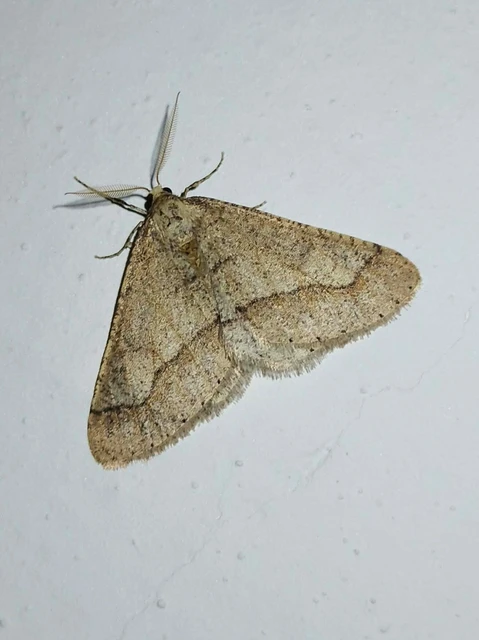 Agriopis marginaria - sárgás téliaraszoló