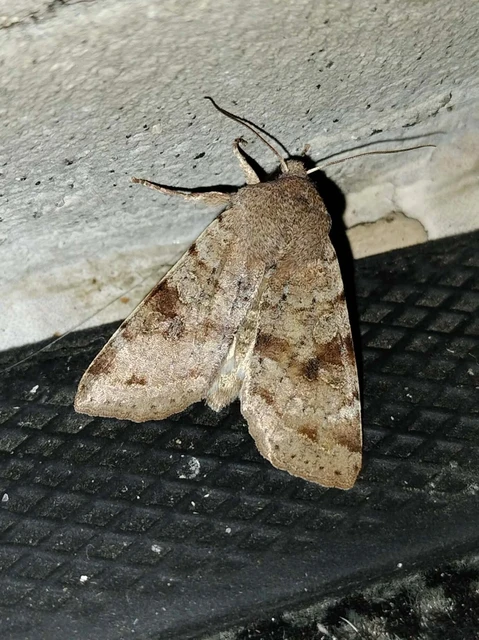 Orthosia incerta - változékony barkabagoly