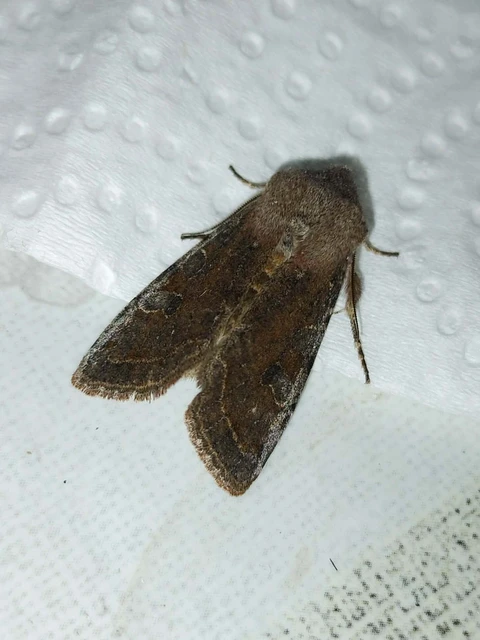 Orthosia incerta - változékony barkabagoly
