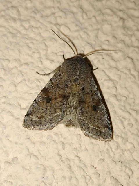 Orthosia incerta - változékony barkabagoly