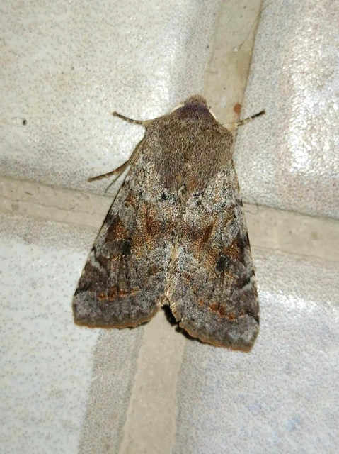 Orthosia incerta - változékony barkabagoly