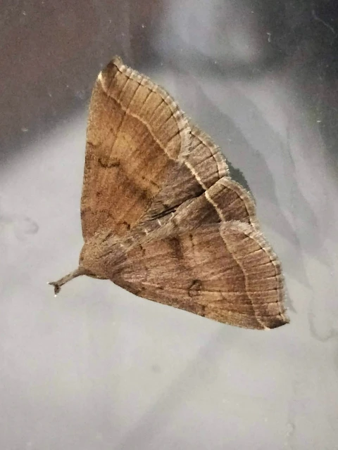 Pechipogo plumigeralis - tollascsápú karcsúbagoly