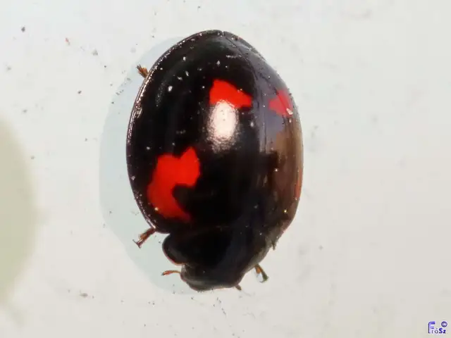 Exochomus quadripustulatus - négyfoltos szerecsenkata