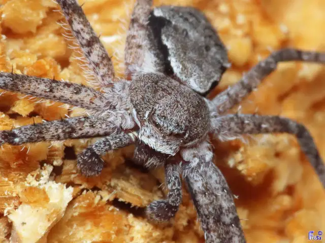 Philodromus margaritatus - bükkfa-fürgekarolópók