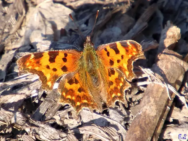 Nymphalis c-album - C-betűs lepke