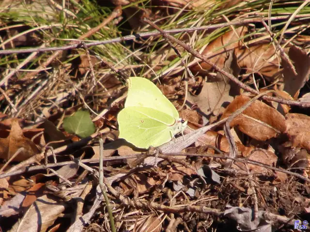 Gonepteryx rhamni - citromlepke