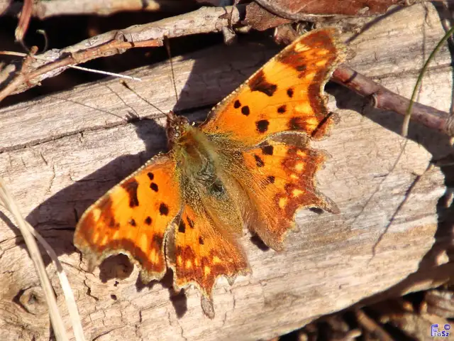 Nymphalis c-album - C-betűs lepke