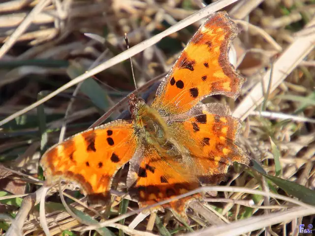 Nymphalis c-album - C-betűs lepke