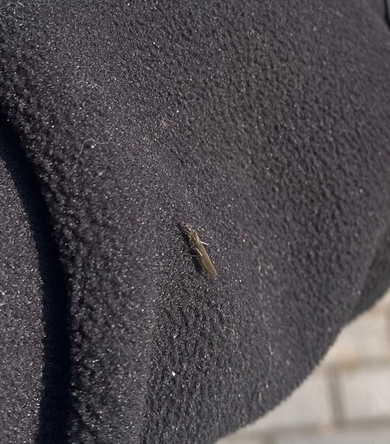 Plecoptera - Álkérészek