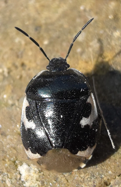Tritomegas bicolor - foltos földipoloska