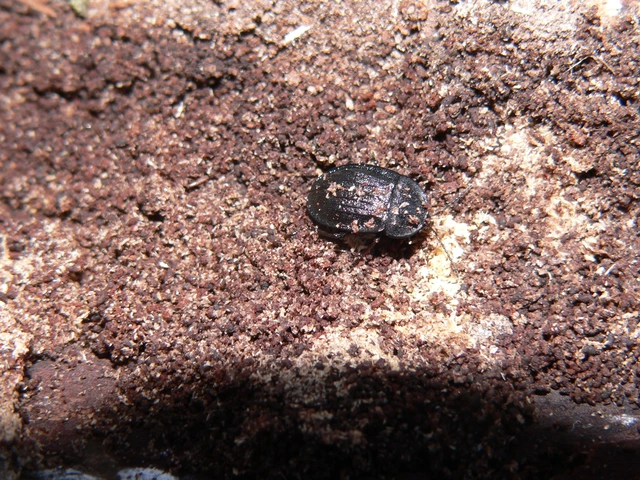Phosphuga atrata - bordás csigarabló Phosphuga atrata - bordás csigarabló