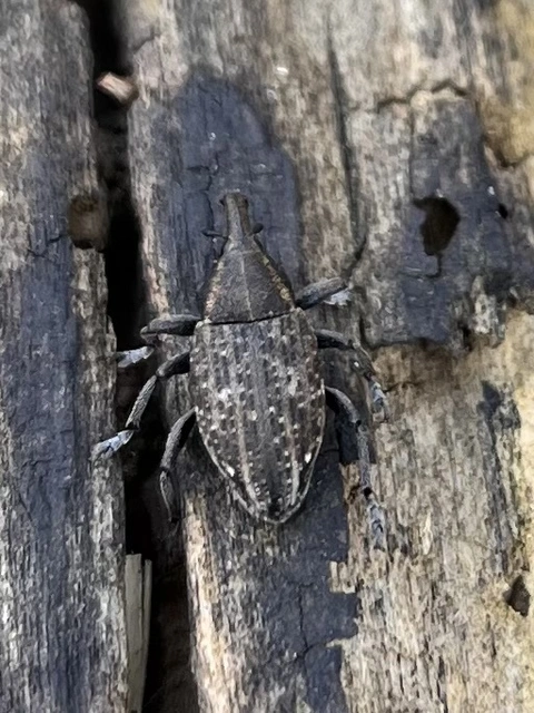Lepyrus capucinus - pettyes fűzormányos