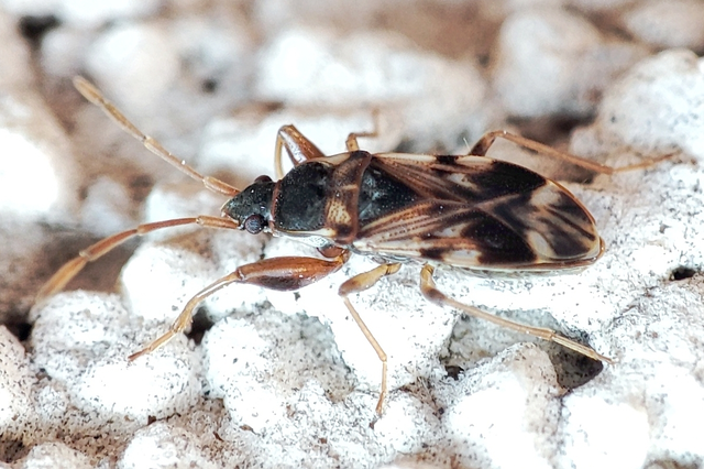 Scolopostethus Scolopostethus