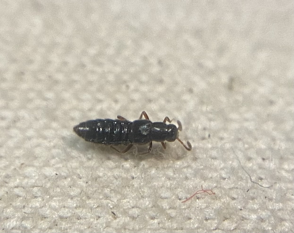 Ocyusa picina - szurokszínű fenyérholyva