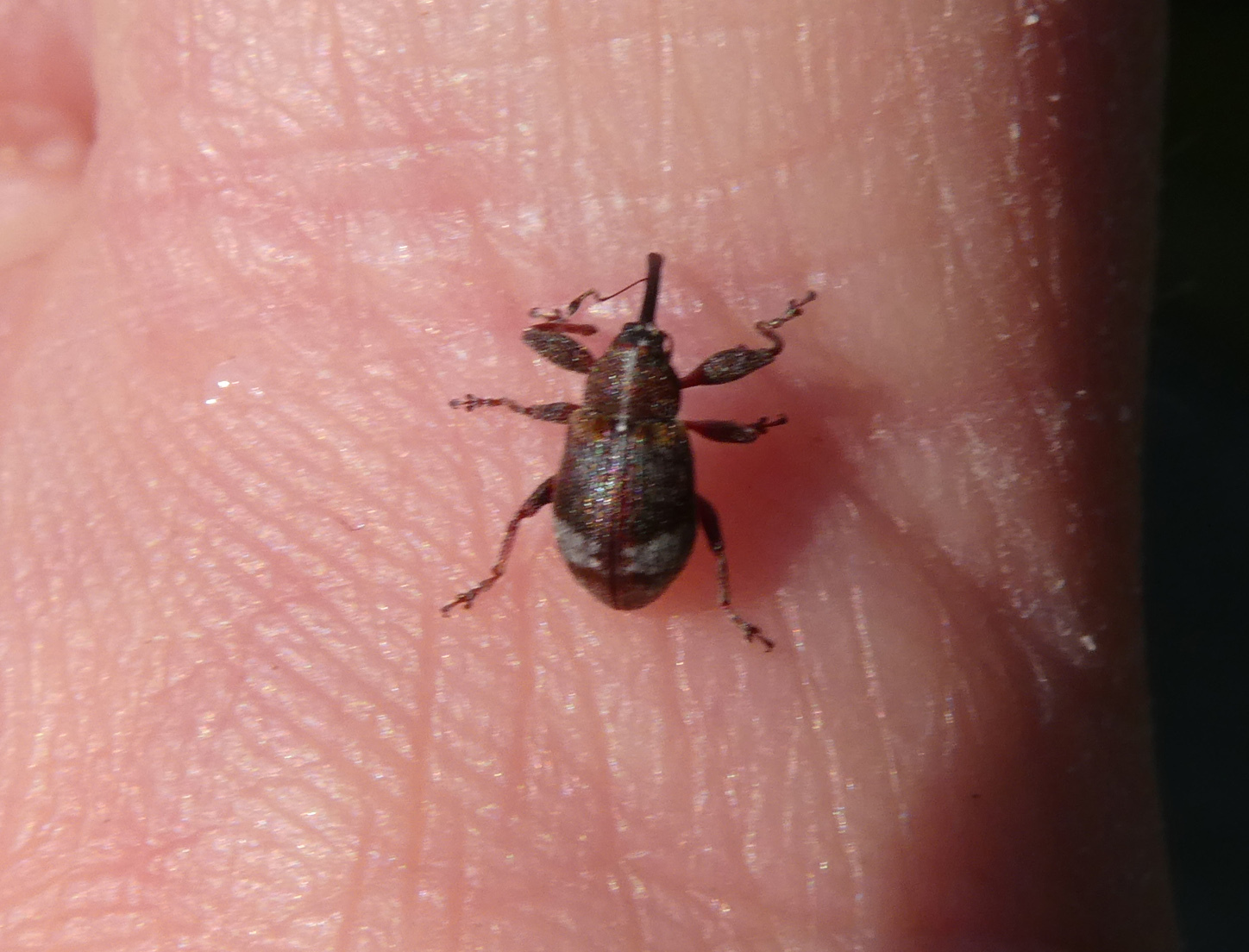 Anthonomus pyri - pompás rügylikasztó