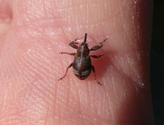 Anthonomus pyri - pompás rügylikasztó Anthonomus pyri - pompás rügylikasztó