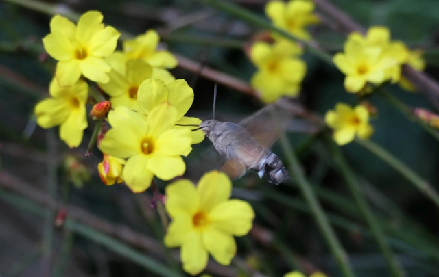 Macroglossum stellatarum - kacsafarkú szender
