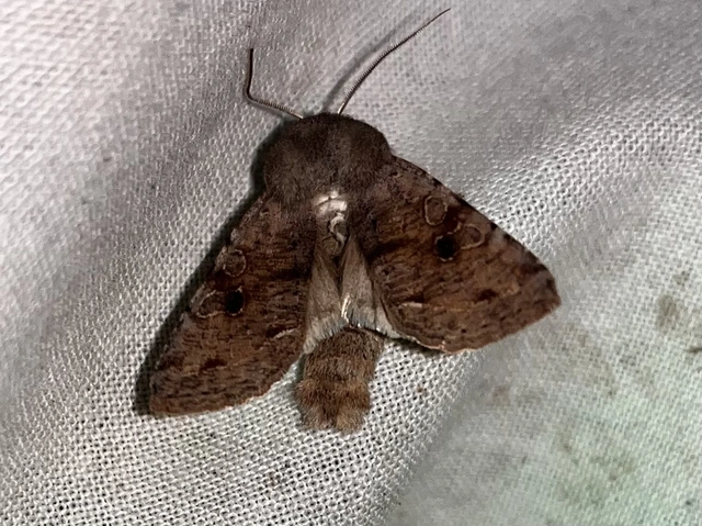 Orthosia incerta - változékony barkabagoly