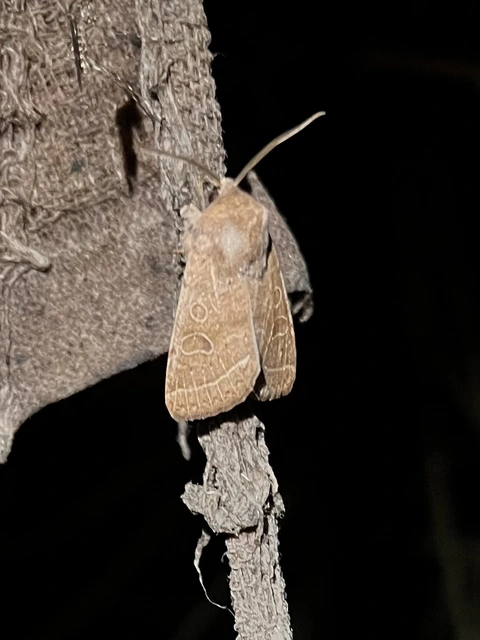 Orthosia cerasi - közepes barkabagoly