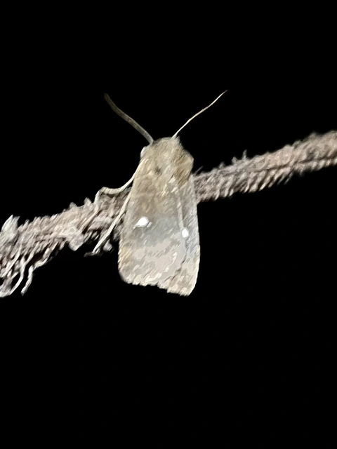 Eupsilia transversa - holdacskás télibagoly
