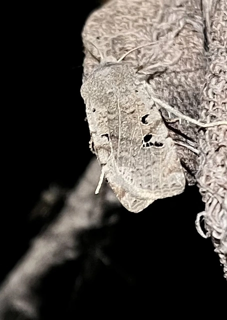 Conistra rubiginosa - szürke télibagoly