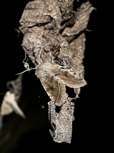 Orthosia incerta - változékony barkabagoly