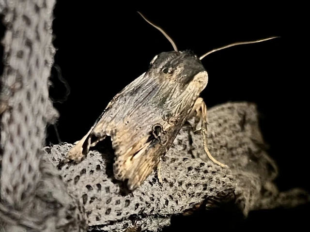Xylena exsoleta - szürke fabagoly