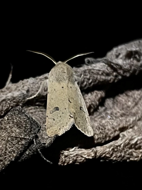 Orthosia cruda - kis barkabagoly