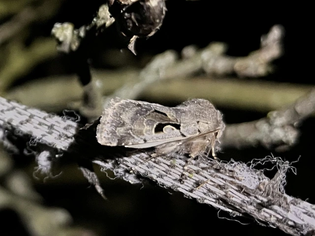 Orthosia gothica - feketefoltos barkabagoly