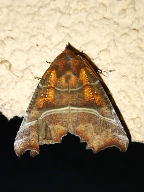 Scoliopteryx libatrix - vörös csipkésbagoly