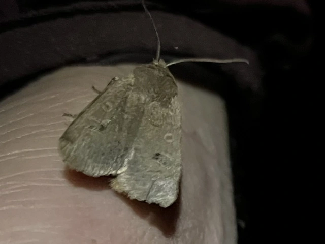 Conistra erythrocephala - vörösfejű őszibagoly