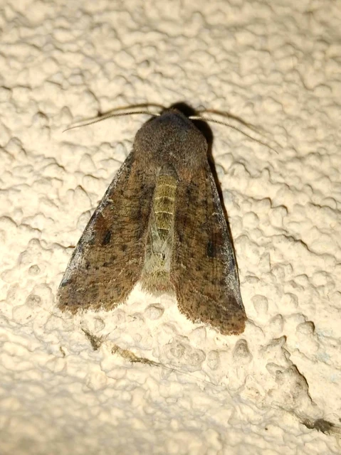 Orthosia incerta - változékony barkabagoly
