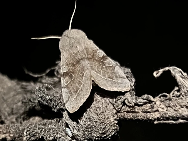 Orthosia incerta - változékony barkabagoly