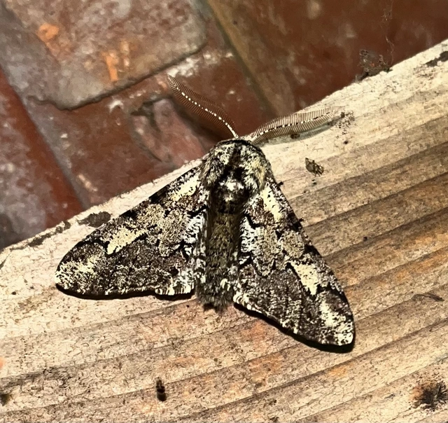 Biston strataria - barnapettyes araszoló