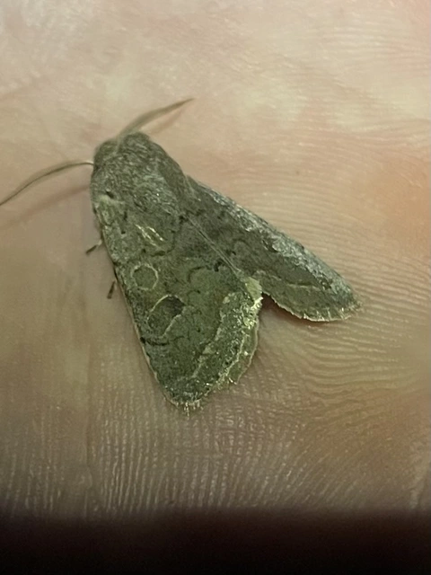 Orthosia populeti - nyárfa-barkabagoly