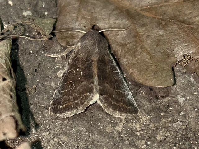 Orthosia populeti - nyárfa-barkabagoly