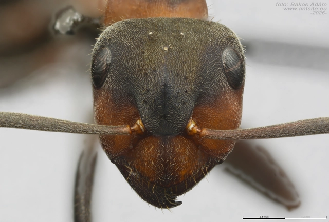 Formica pratensis - réti vöröshangya